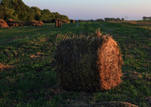 haystack