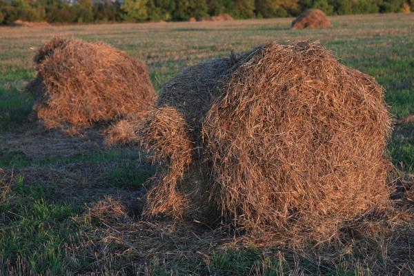 haystack
