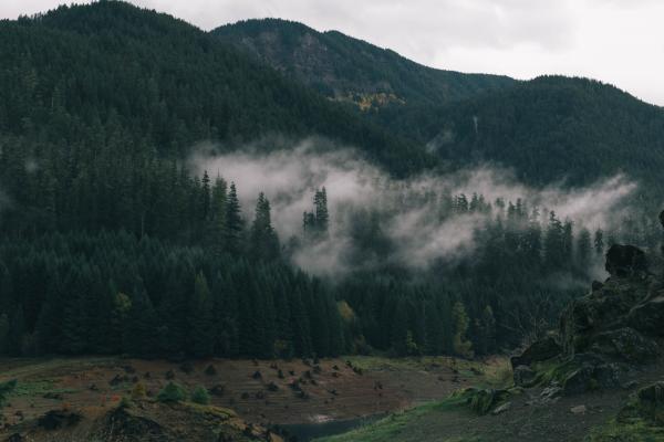 Hazy Forest Landscape