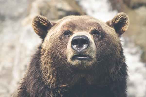 Head of Grizzly Bear