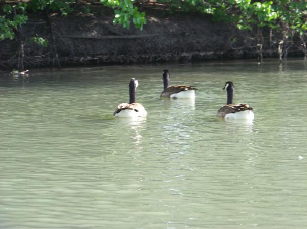 Heard of happy Ducks