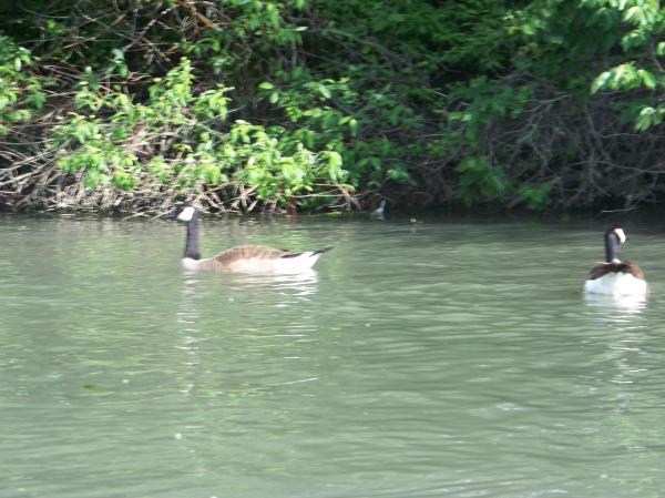 Heard of happy Ducks