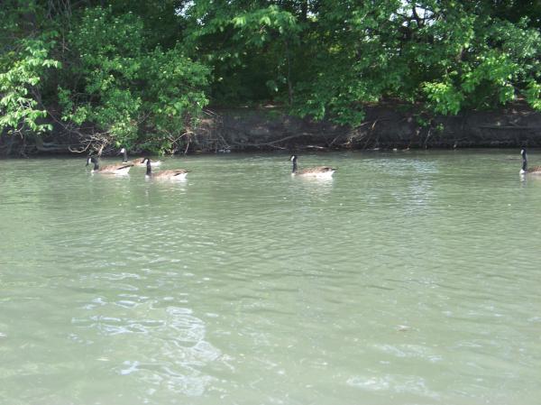 Heard of happy geese