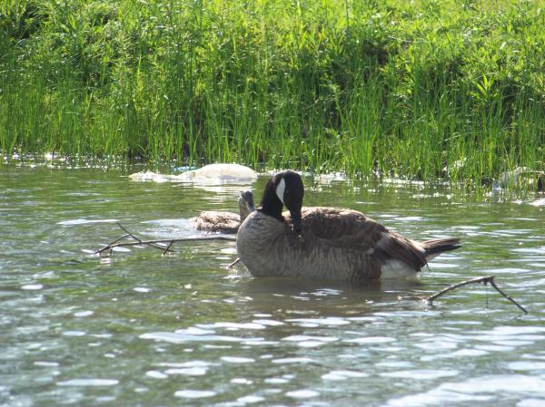 Heard of happy geese