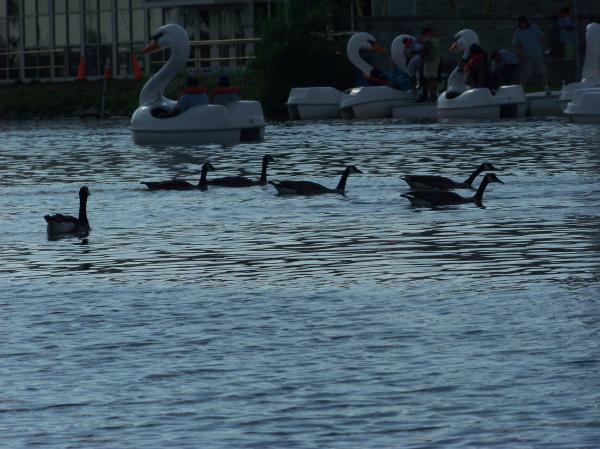 Heard of happy geese