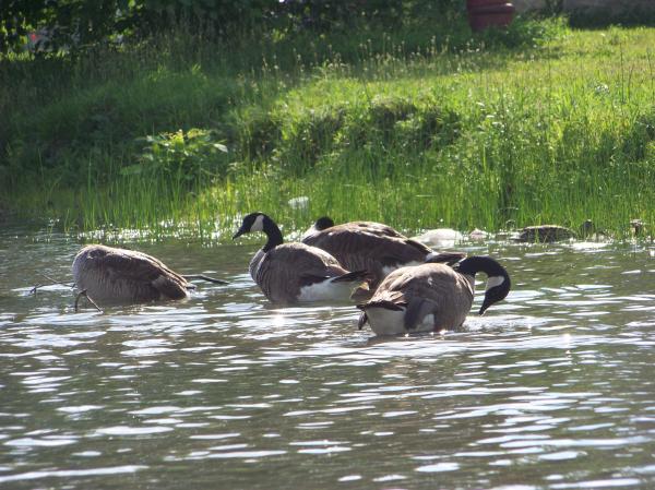 Heard of happy geese