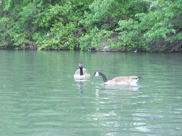 Heard of happy geese