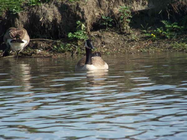 Heard of happy geese