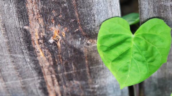 Heart Leaves over Wood