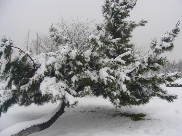 Heavy snow in the pines