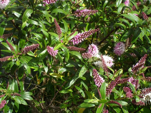 Hebe icing sugar shrub