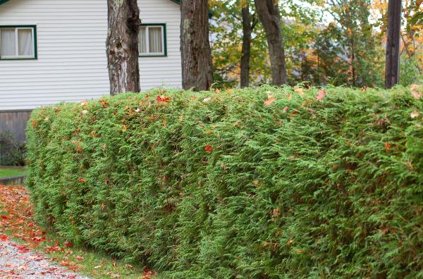 Small hedges