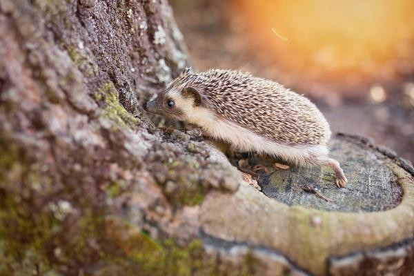 Hedgehog on Brown Tree