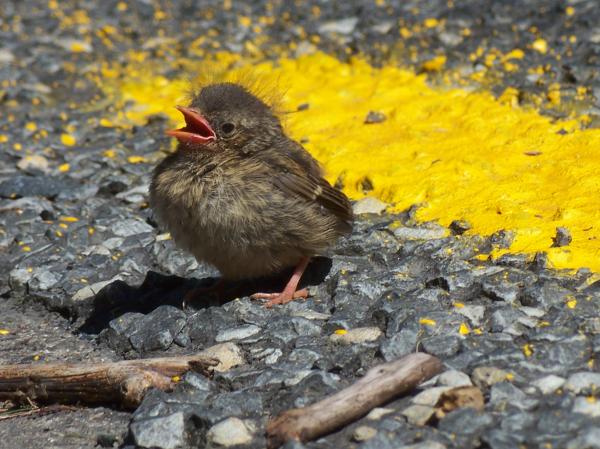 Hedgesparrow on the other side