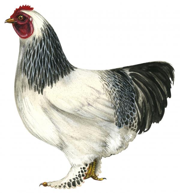 Hen
