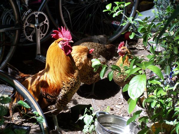 Hens