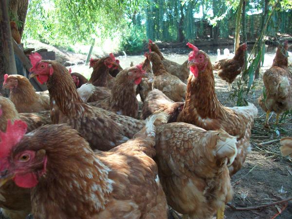 Hens