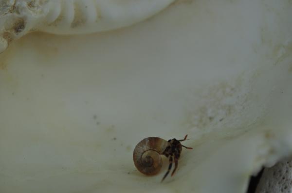 Hermit crab on a shell