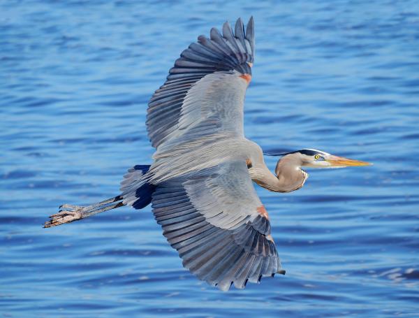 Heron