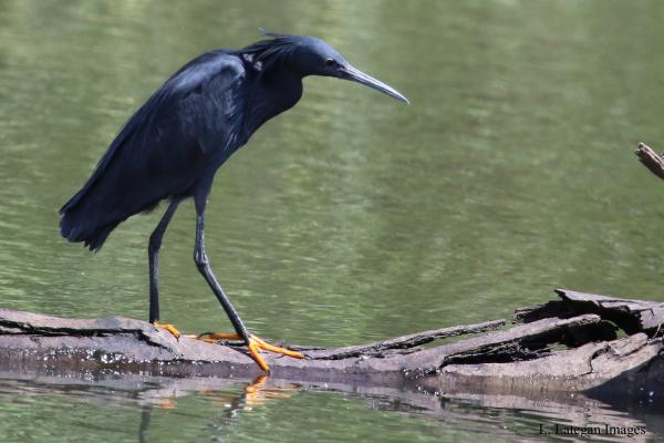 Heron