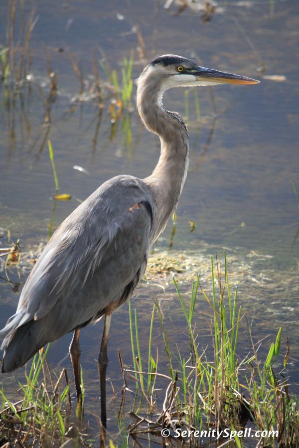 Heron &amp; Friends