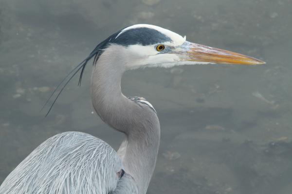 HERON, GREAT BLUE (1-9-10) morro bay, ca -01