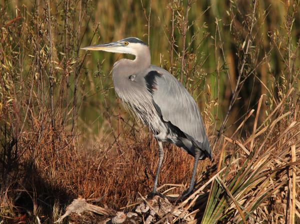 HERON, GREAT BLUE (12-6-01) patagonia lake, scc, az -03