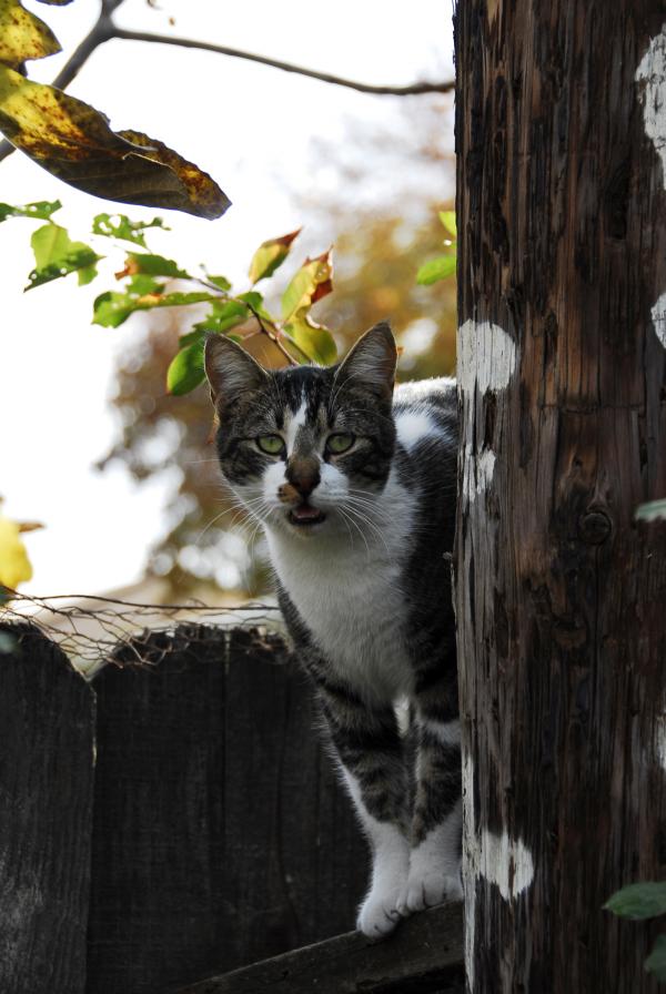 Hey ... Have You Seen my Buddy, Mousey?