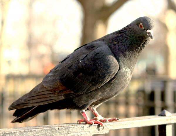 Hi... I'm a little pig, I mean... Pigeon!