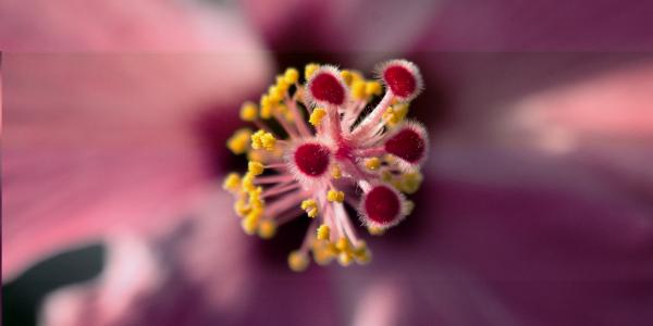 Hibiscus