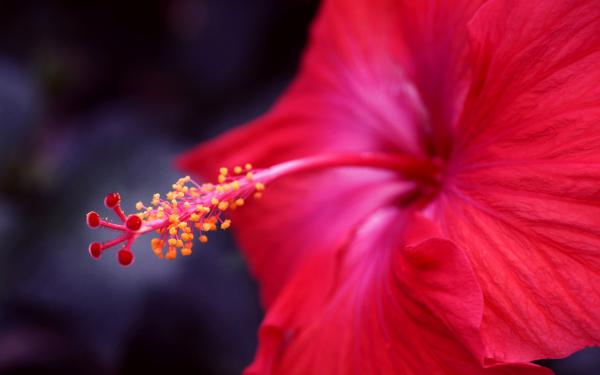 Hibiscus flower macro