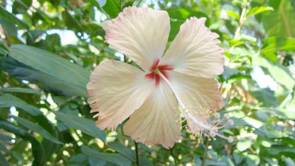 Hibiscus
