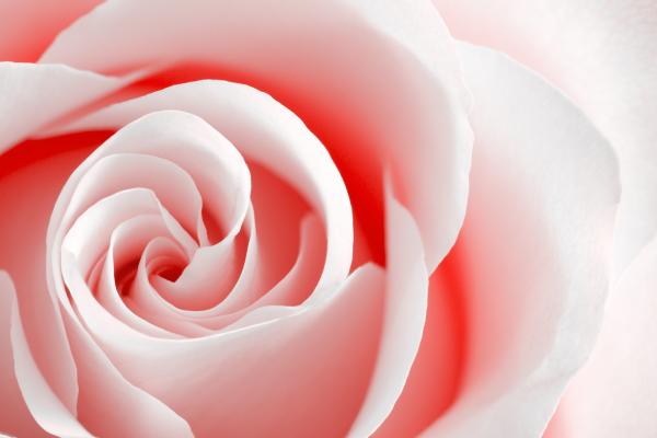 High Key Rose Macro