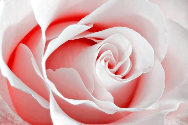 High Key Rose Macro