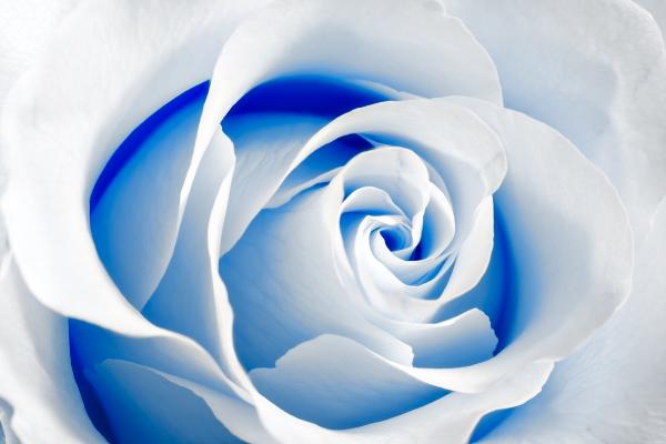 High Key Rose Macro