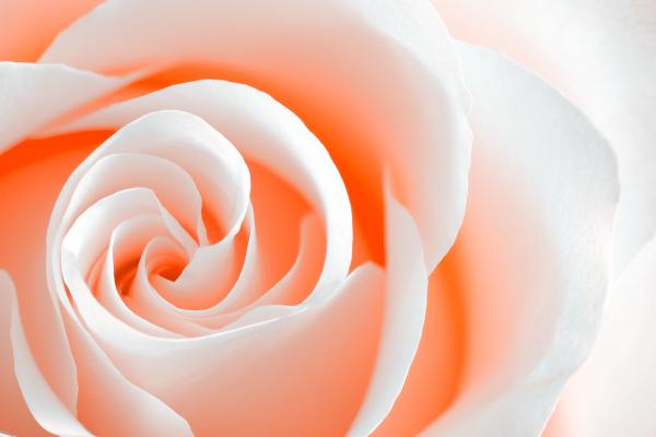High Key Rose Macro