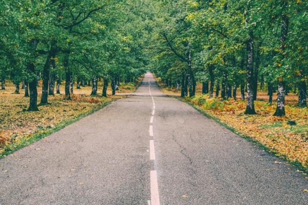 Highway in the Middle of Forest