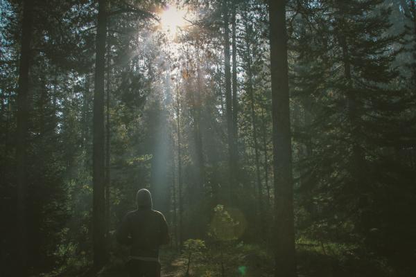 Hiking in the Woods