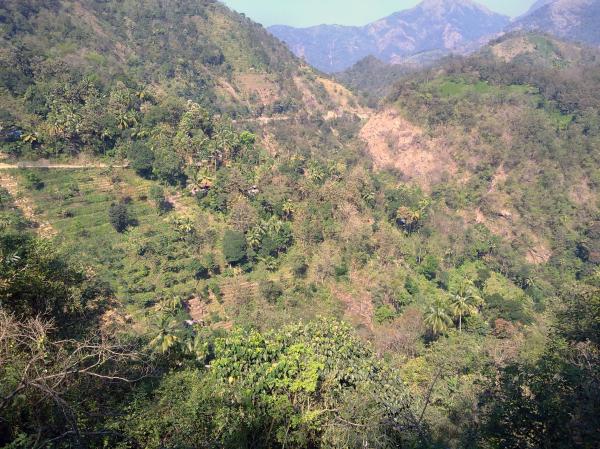 Hill Side Trees