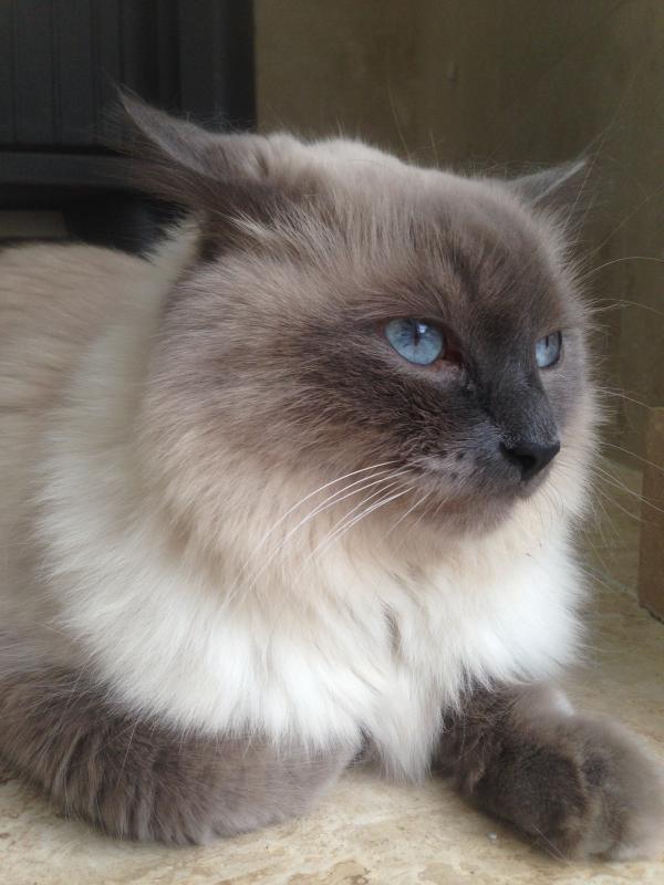 Himalayan Cat