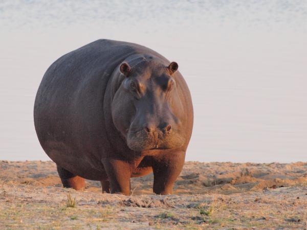 Hippos