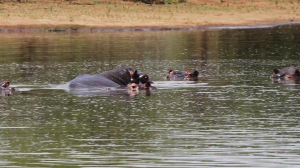 Hippos in Water