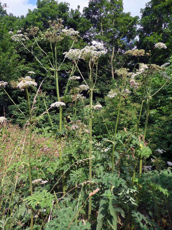 Hogweed