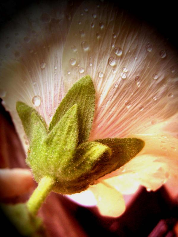 Hollyhock