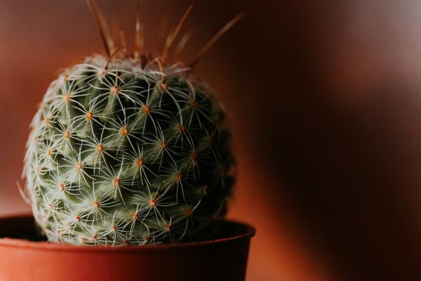 Home cactus