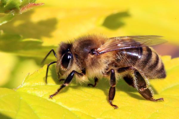 Honey bees