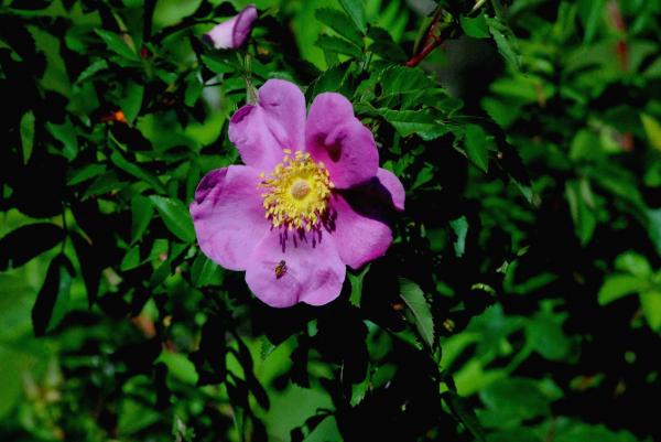 Honey Bee On A Marsh Rose