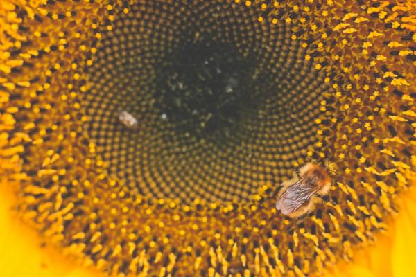 Honey Bee Perched on Sunflower Macro Photography