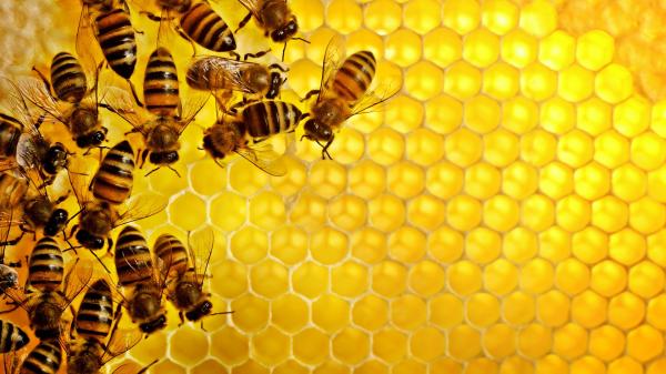 Honey bees