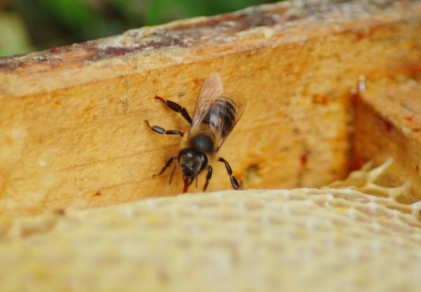 Honeybee
